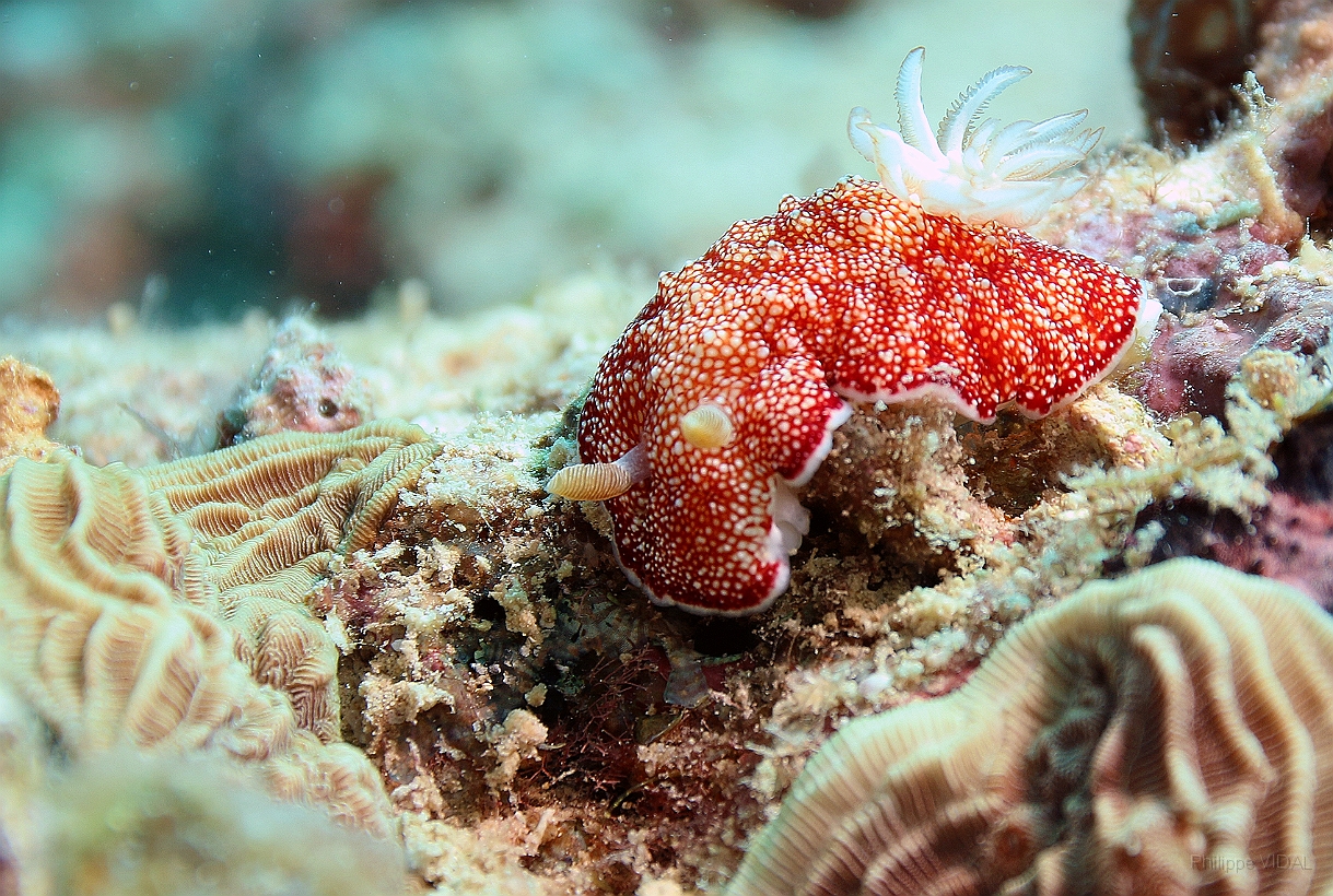 Sipadan_2015_Nudibranche_Doris reticulee_Chromodoris reticulata_IMG_2747_rc.jpg
